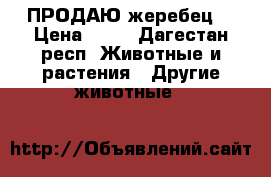 ПРОДАЮ жеребец  › Цена ­ 50 - Дагестан респ. Животные и растения » Другие животные   